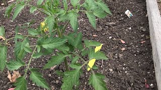 5 SIMPLE Ways to Prevent Early Tomato Blight Organically [upl. by Ennovehs]