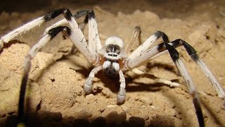 The Real Stories Behind The Worlds Largest Spiders [upl. by Uela518]