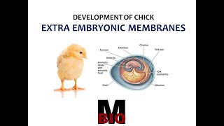 EXTRA EMBRYONIC MEMBRANES IN CHICK [upl. by Gery143]