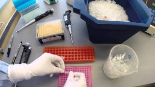 PCR Protocol  Part 2 [upl. by Erina]