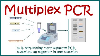 Multiplex PCR [upl. by Diandre]