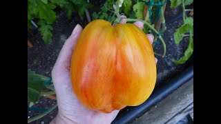 Rare Heirloom Tomatoes 12 varieties in 2nd bed [upl. by Northrop792]