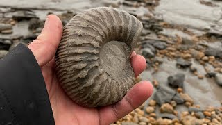 Looking for fossils at Lyme Regis [upl. by Atived]