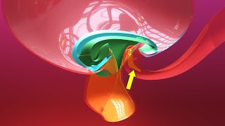 Allantois formation  Embryonic folding 3D overview  Animated Embryology  3rd Week [upl. by Dalila]