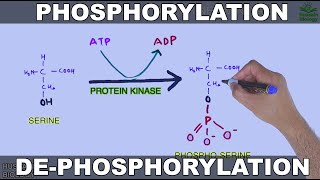 Phosphorylation and Dephosphorylation  Protein Phosphorylation [upl. by Reibaj]