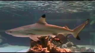 BLACK TIP REEF SHARK HOME TANK [upl. by Emearg]