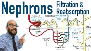 Nephrons  Filtration and Reabsorption Basics [upl. by Abibah]