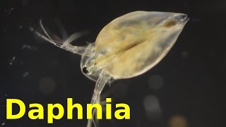 Daphnia [upl. by Mauceri973]