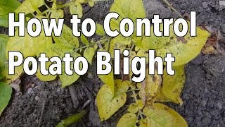 Blight 5 Ways to Control Potato Blight Late Blight [upl. by Yatnahs]