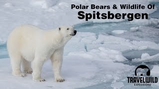 Polar Bears and Wildlife of Spitsbergen Svalbard [upl. by Yardna]