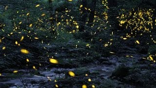 Tennessee fireflies A summertime light show [upl. by Fanni]