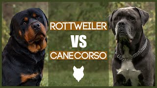 ROTTWEILER VS CANE CORSO [upl. by Arjun]