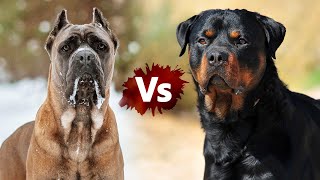 Rottweiler VS Cane Corso in 2 Minutes [upl. by Aivekahs]