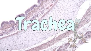 Trachea  respiratory system histology [upl. by Hgielsel]