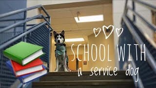 Service Dog at High School [upl. by Watkin]