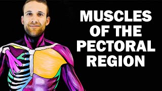 Pectoralis Major Muscle Motion Anatomy amp Kinesiology [upl. by Kcered]