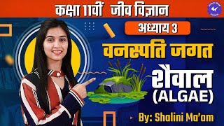 शैवाल Algae L 1  वनस्पति जगत  Class 11th Biology Chapter 3 by Shalini Maam  Hindi Medium [upl. by Kirima]