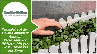 Feldsalat 🥗auf dem Balkon anbauen Aussaat vereinzeln und pikieren pflegen vom Samen bis zur Ernte [upl. by Androw]