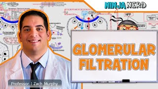 Renal  Glomerular Filtration [upl. by Jilly876]