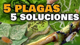 5 PLAGAS en las Plantas y sus INSECTICIDAS CASEROS  ELIMINA las Moscas Blancas Pulgones Orugas [upl. by Cherye]