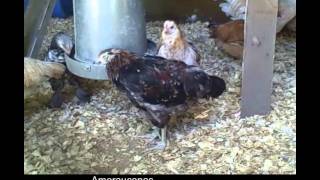 Raising Ameraucana Chickens httpwwwthebackyardchickencoopcom [upl. by Shay]