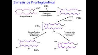 Síntesis de Eicosanoides bioquímica [upl. by Neelyar]