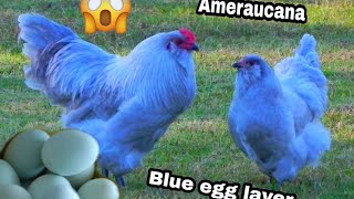 Ameraucana Chicken  Blue Egg Layer  My Homestead [upl. by Reviere]