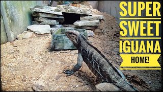 The Rescued Rhino Iguanas get a NEW ENCLOSURE [upl. by Nostaw304]