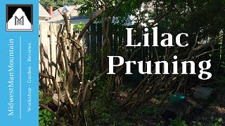 How to Prune Lilac Bushes [upl. by Hamilah]