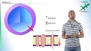 cellen  bouw dierlijke cel [upl. by Siramaj]