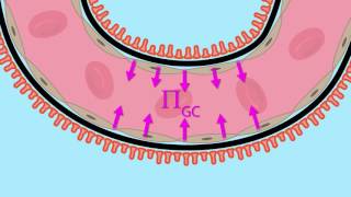 Glomerular Filtration Net Ultrafiltration Pressure [upl. by Etiuqal]