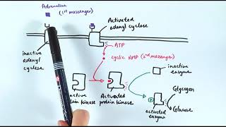 A2 Biology  Action of adrenaline OCR A Chapter 145 [upl. by Ainitsirhc]