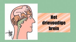 Het drievoudige brein [upl. by Soutor]