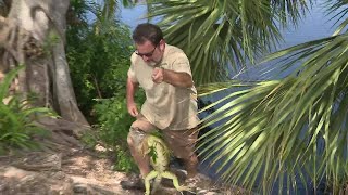 Iguana invasion poses health threat in South Florida [upl. by Laverne]