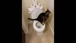 Cat using toilet and Flushes 12 [upl. by Stafford342]