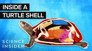 What’s Inside A Turtle Shell [upl. by Cinderella]