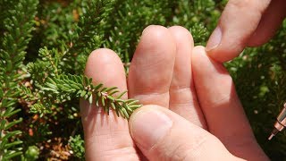 crowberry  Empetrum nigrum Identification and characteristics [upl. by Mlawsky]