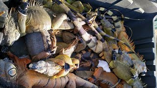 Florida Iguana Hunting Challenge Catching Red and Green Iguanas off Golf Course [upl. by Peck]