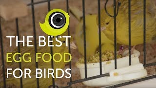 How to make the BEST egg food for birds  The Canary Room TV Exclusive [upl. by Atnauqahs662]