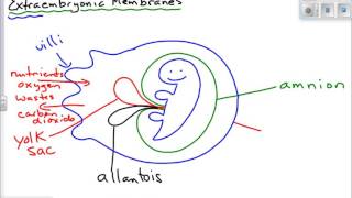 Extraembryonic Membranes [upl. by Dnalrah78]