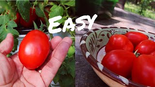 Easy Hydroponic Tomatoes [upl. by Bronwen]