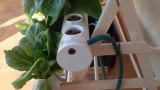 Hydroponics for beginners [upl. by Teodora701]