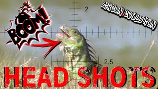 Iguana Pest Control  South Florida Iguana Invasion  Airgun Evolution [upl. by Aimit47]