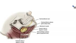 Arachnoid Mater Brain Layer  Human Anatomy  Kenhub [upl. by Ailimat]