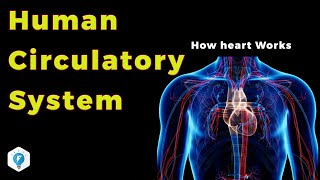 Human Circulatory System in Hindi  Narendra Sir IITB 2003 AIR 445 Purdue Univ USA [upl. by Amar]