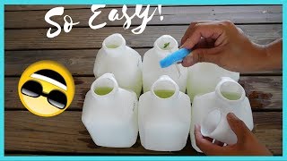 Easiest Kratky Method for Hydroponic Growing [upl. by Eckardt]