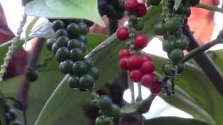 How to Grow Black Pepper Piper nigrum [upl. by Yrohcaz]