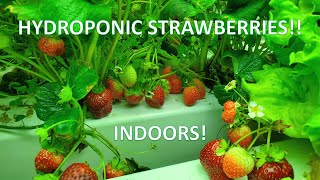 Indoor Hydroponic Strawberries Lots of Berries [upl. by Sirob251]