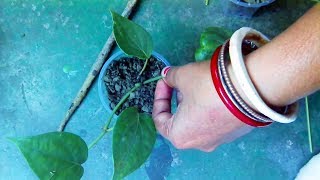 How to grow black pepper plant at home quick propagation technique [upl. by Gnel]