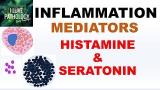 INFLAMMATION Part 4 Chemical Mediators HISTAMINE amp SEROTONIN [upl. by Trever]